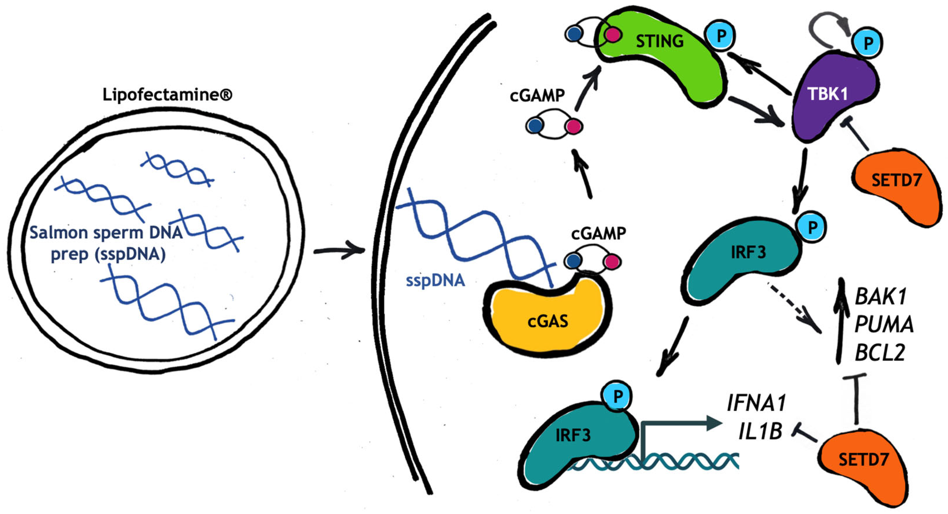 Methyltransferase SETD7 as a Regulator of STING-Dependent Cytokine