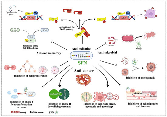kb glutathione capsule Sulforaphane-Activated Functional Nucleic Acids for Cancer Therapy: Mechanisms, Delivery Strategies, and Nanomedicine Advances Size (mL):10mL Cardiovascular health HT26 Glutathione Lightening Tablets
