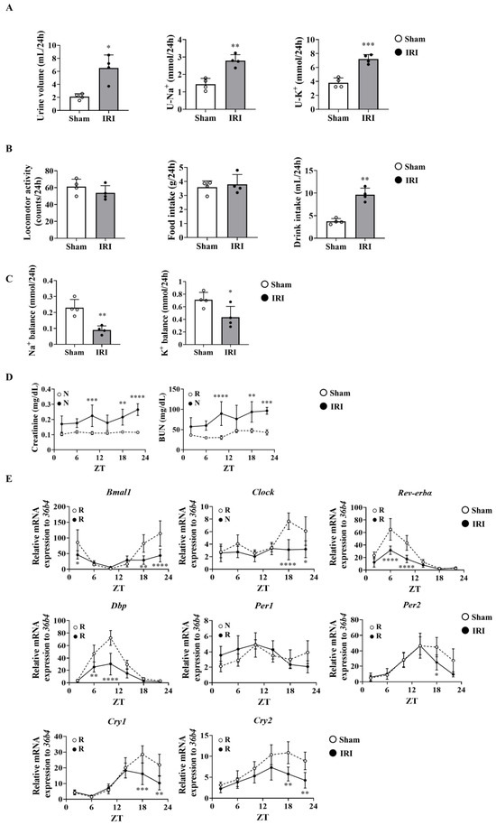 Deletion of Bmal1, a Component of the Molecular Clock, Exacerbates ...