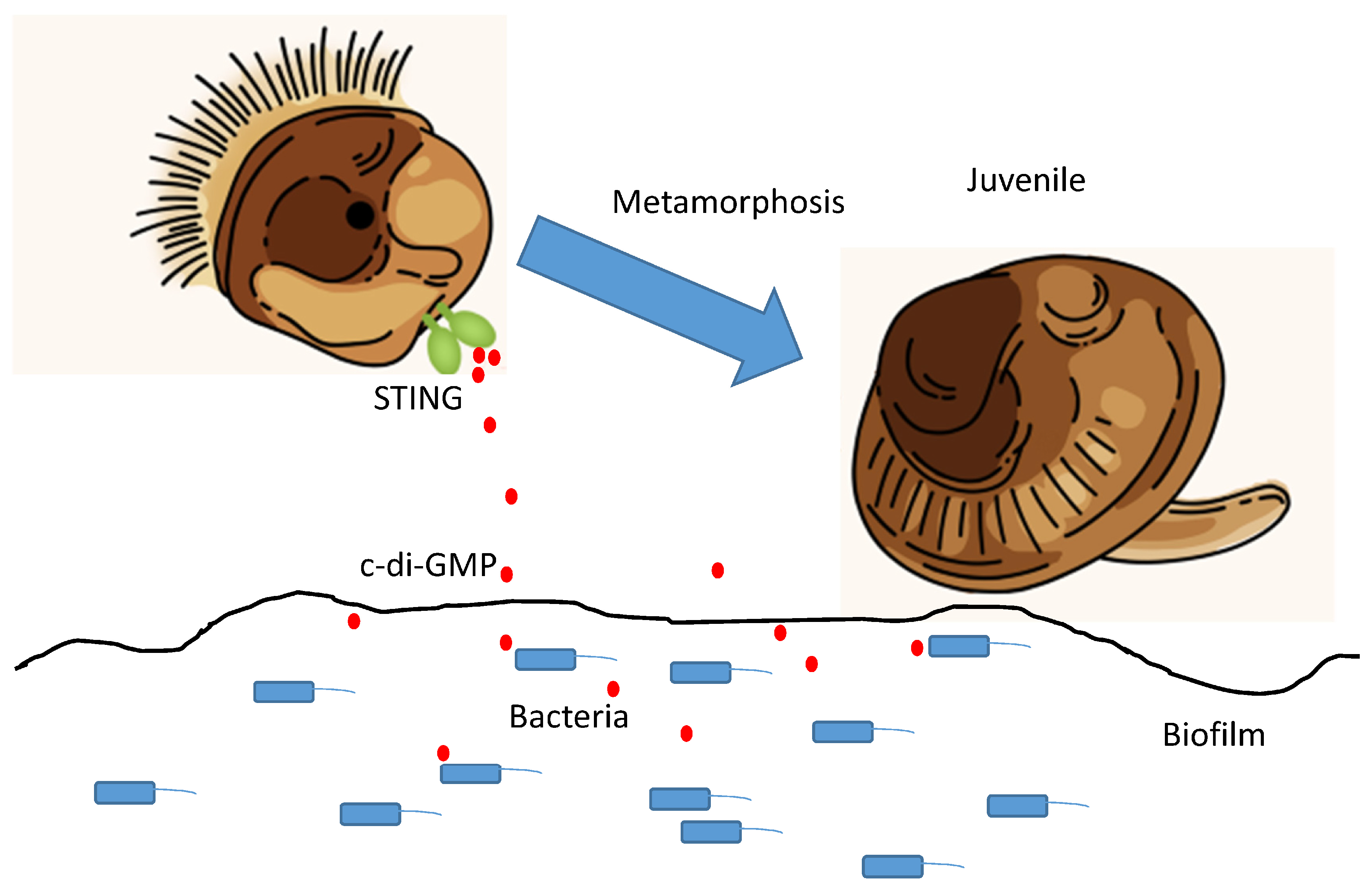 Functional Microbiomes at the Interface: Mediators in Marine