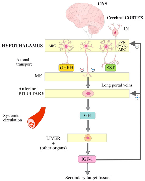 Somatostatin in Aging: Correlations with Selected Central Nervous
