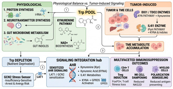 The Tryptophan Paradox: From Microbiome-Mediated Homeostasis to