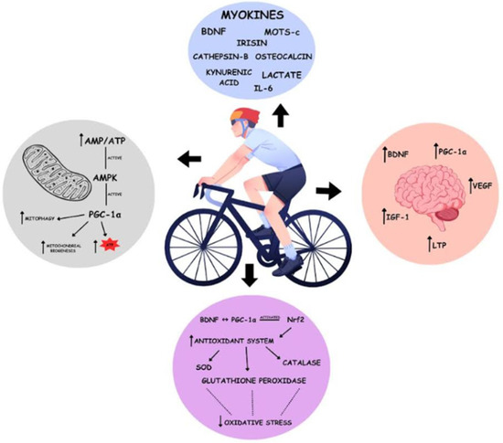 symptoms of depleted glutathione The role of pyroglutamic acid in both glutamate and glutathione main image 1
