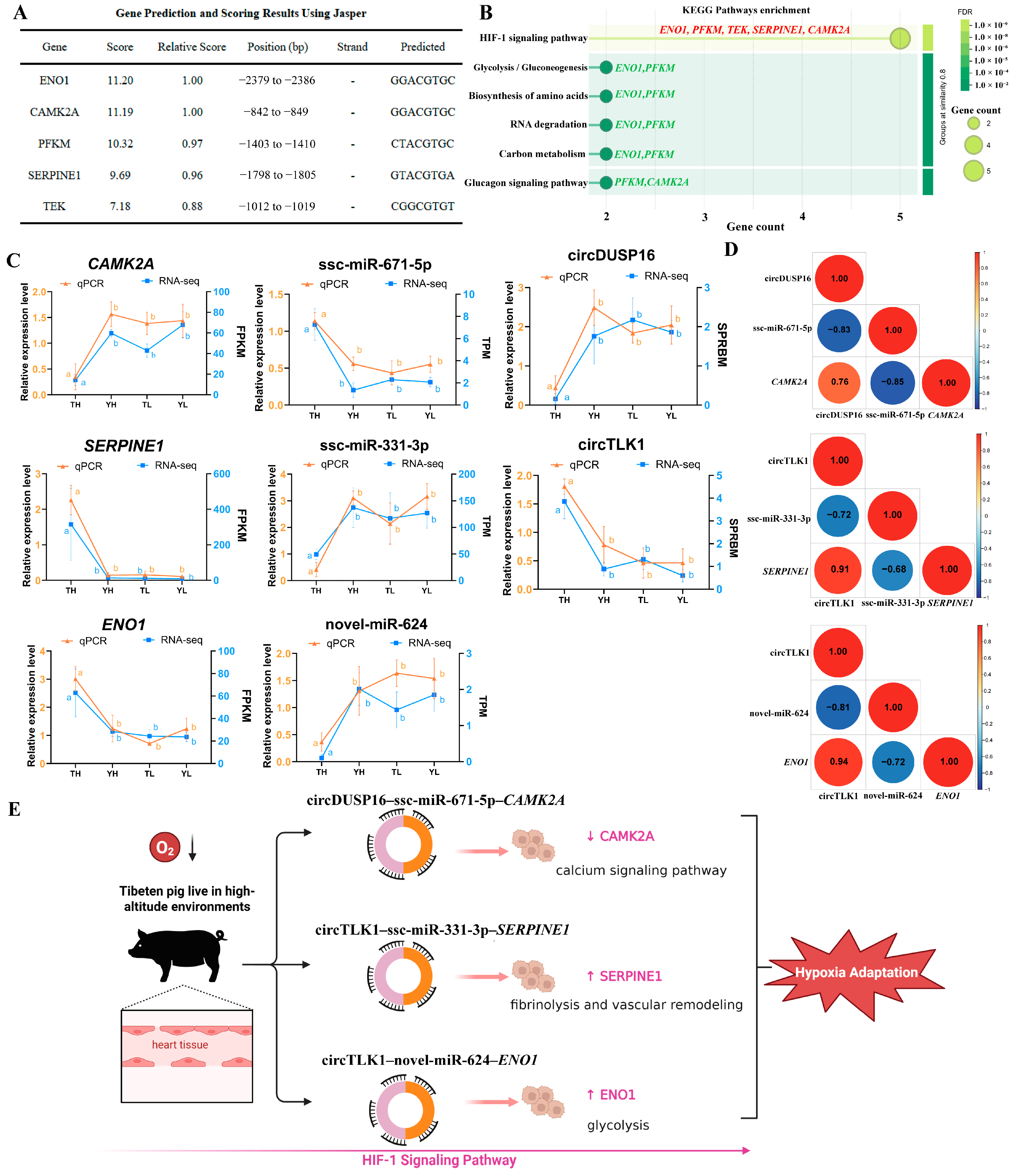 circRNA-Associated ceRNA Regulatory Networks in Cardiac Responses