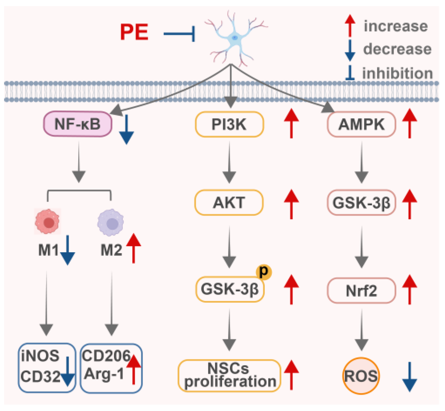 Research Progress on the Pharmacological Effects and Network