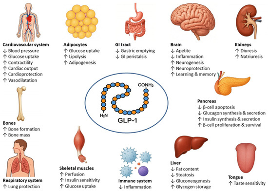 how does alcohol affect glp 1 Searching for New Pharmacological Treatments of Alcohol Use Disorder (AUD):  Focus on GLP–1 Receptor Agonists
