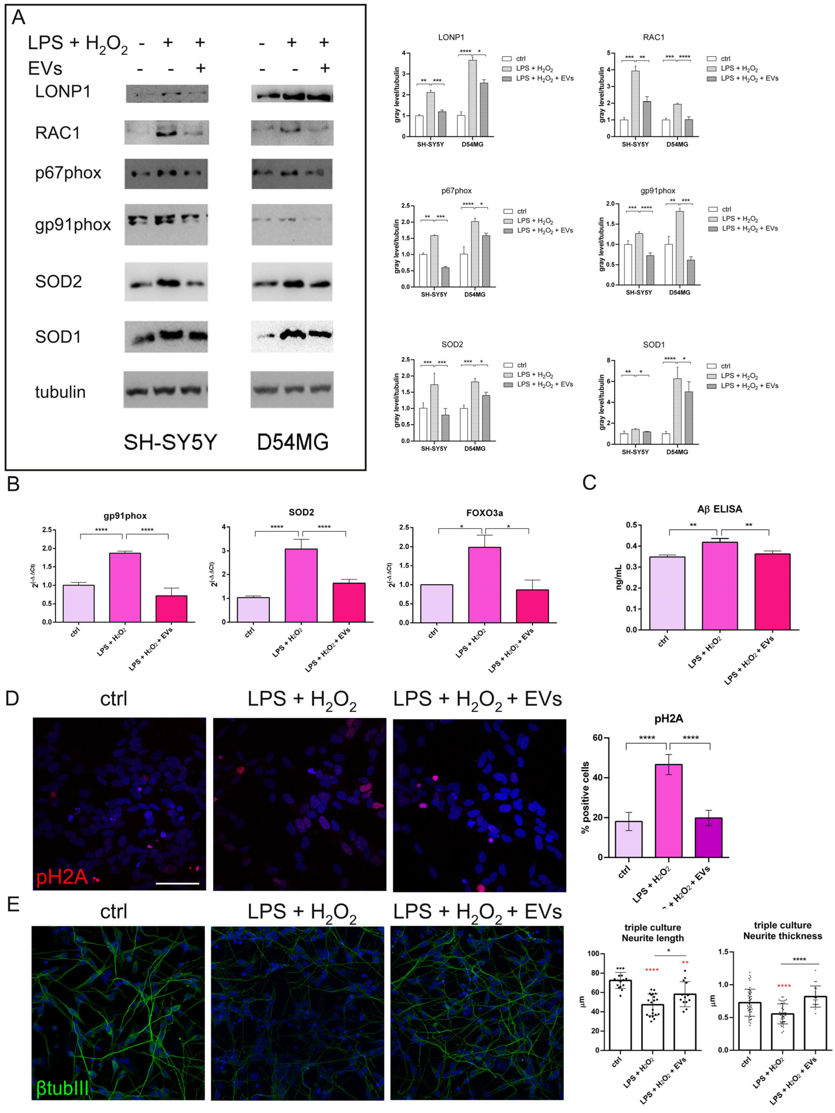 Ijms 27 04834 g005