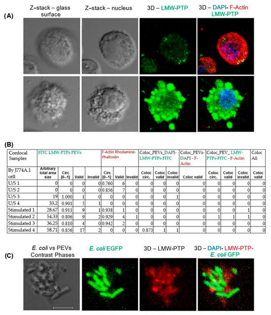 Use of the J774A.1 Cell Line as a Model in the In Vitro Study of