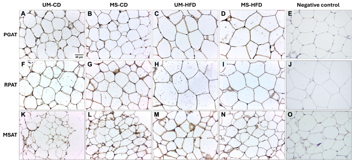 Ijms 27 05056 g005