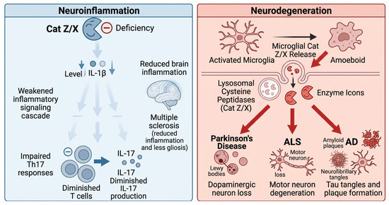 Cathepsin Z/X: Breaking Down the Known and Unknown