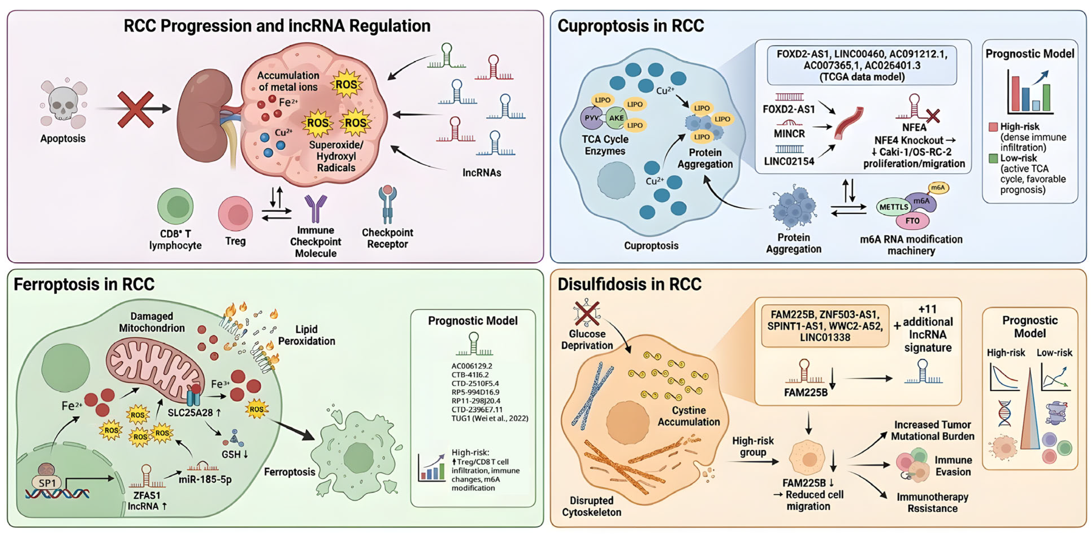 Long Non-Coding RNAs in Pathogenesis of Renal Cell Carcinoma ...