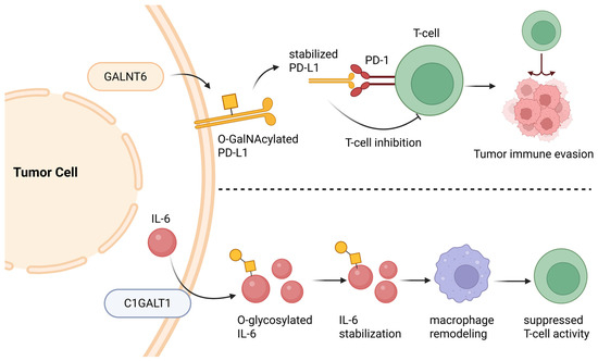 Distinct O-Linked Glycosylation Systems in Signaling and Immune Regulation