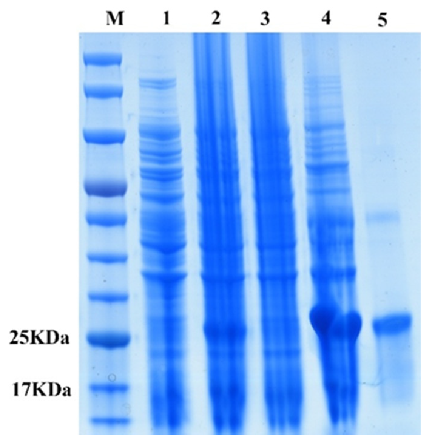 Ijms 27 05158 g004 Ijms 27 05158 g004
