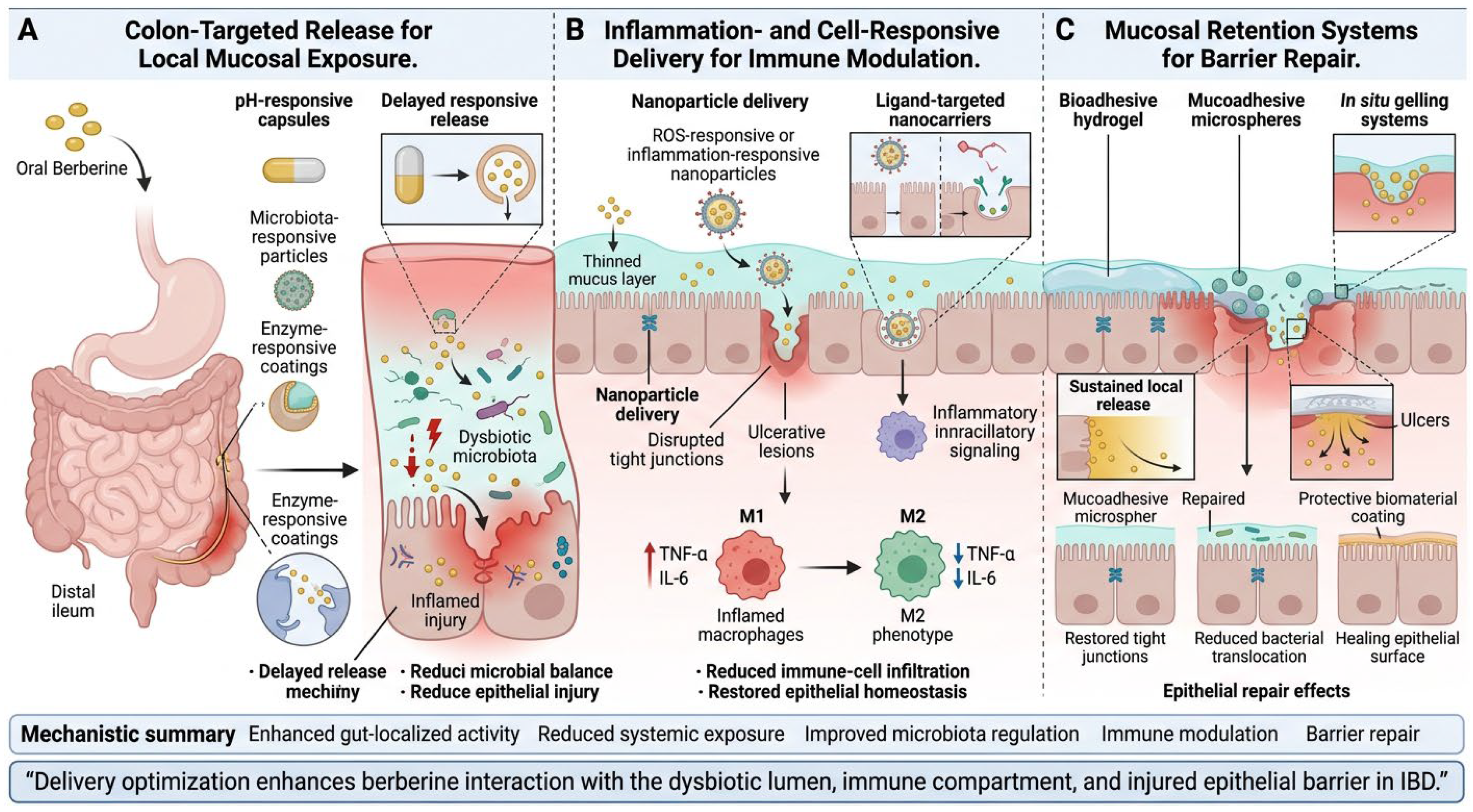 Berberine in Inflammatory Bowel Disease: Integrative Regulation of