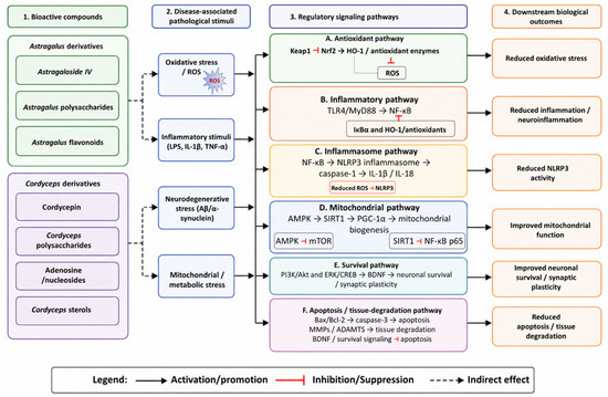 Astragalus and Cordyceps Derivatives in the Treatment of Aging