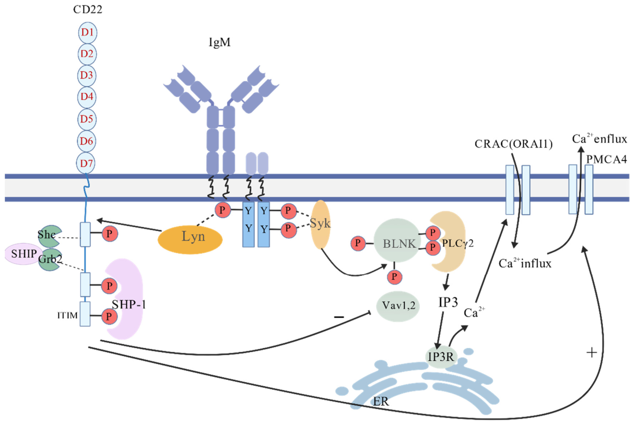 CD22 as a Target for Hematological Malignancies and Autoimmune