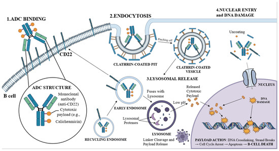 CD22 as a Target for Hematological Malignancies and Autoimmune