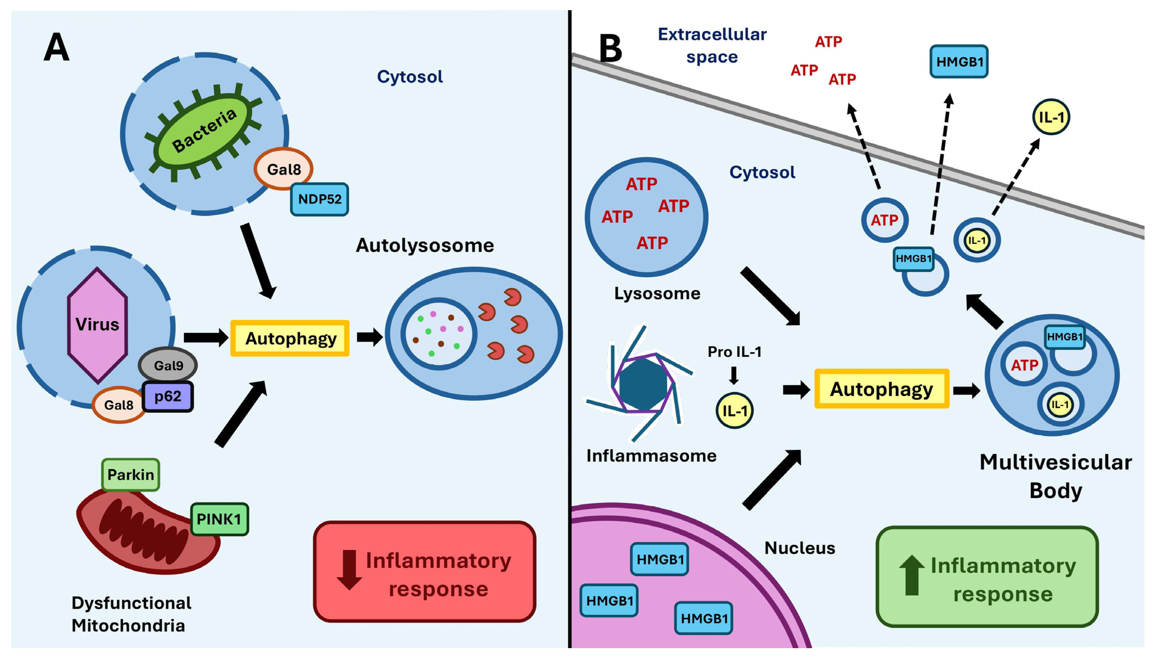 Regulation of Innate Immune Signaling by Autophagy