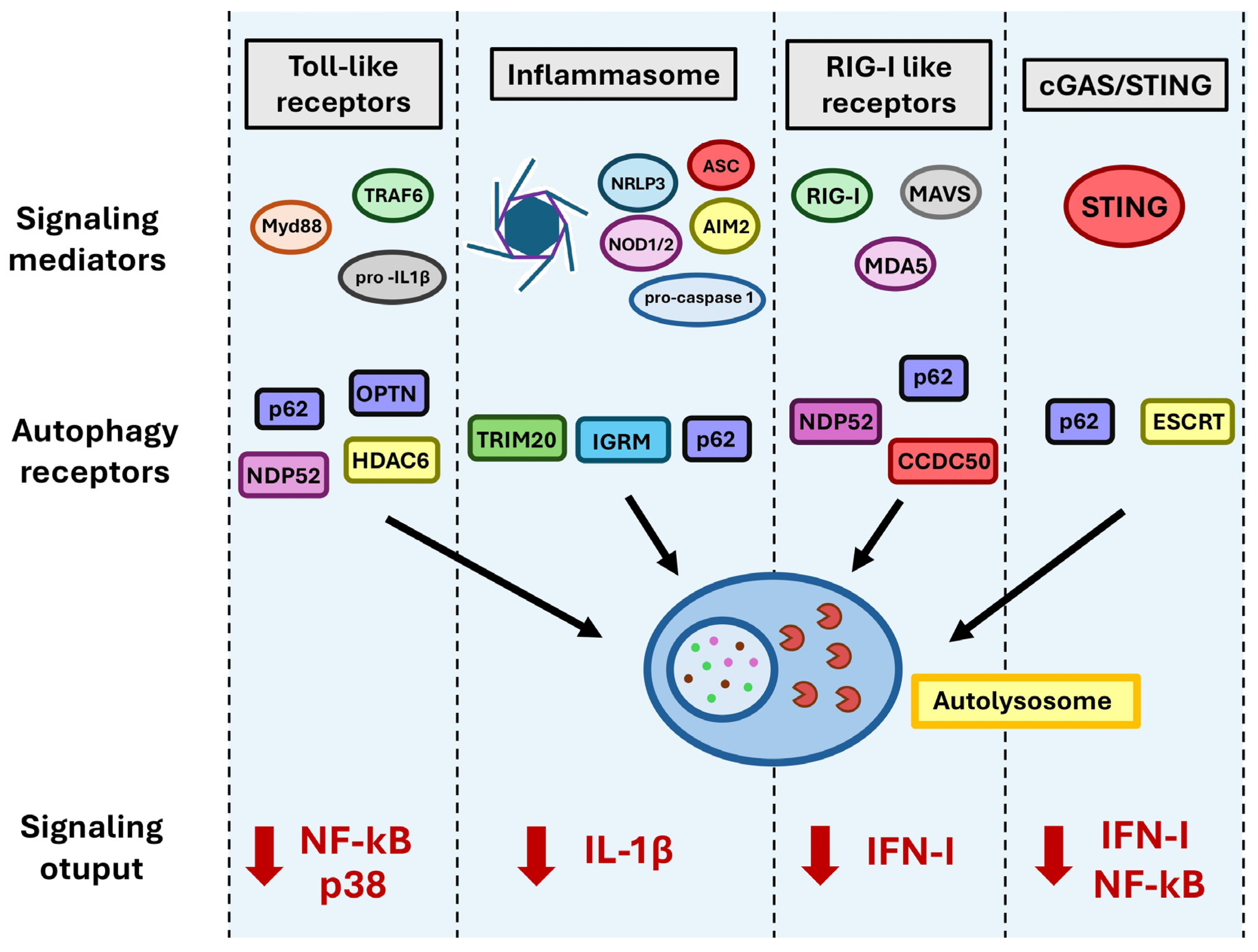 Regulation of Innate Immune Signaling by Autophagy