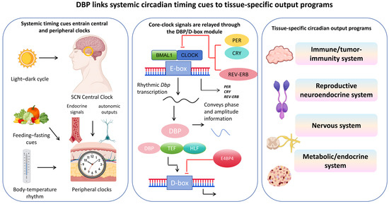 D-Box Binding Protein (DBP) as a Circadian Output Regulator