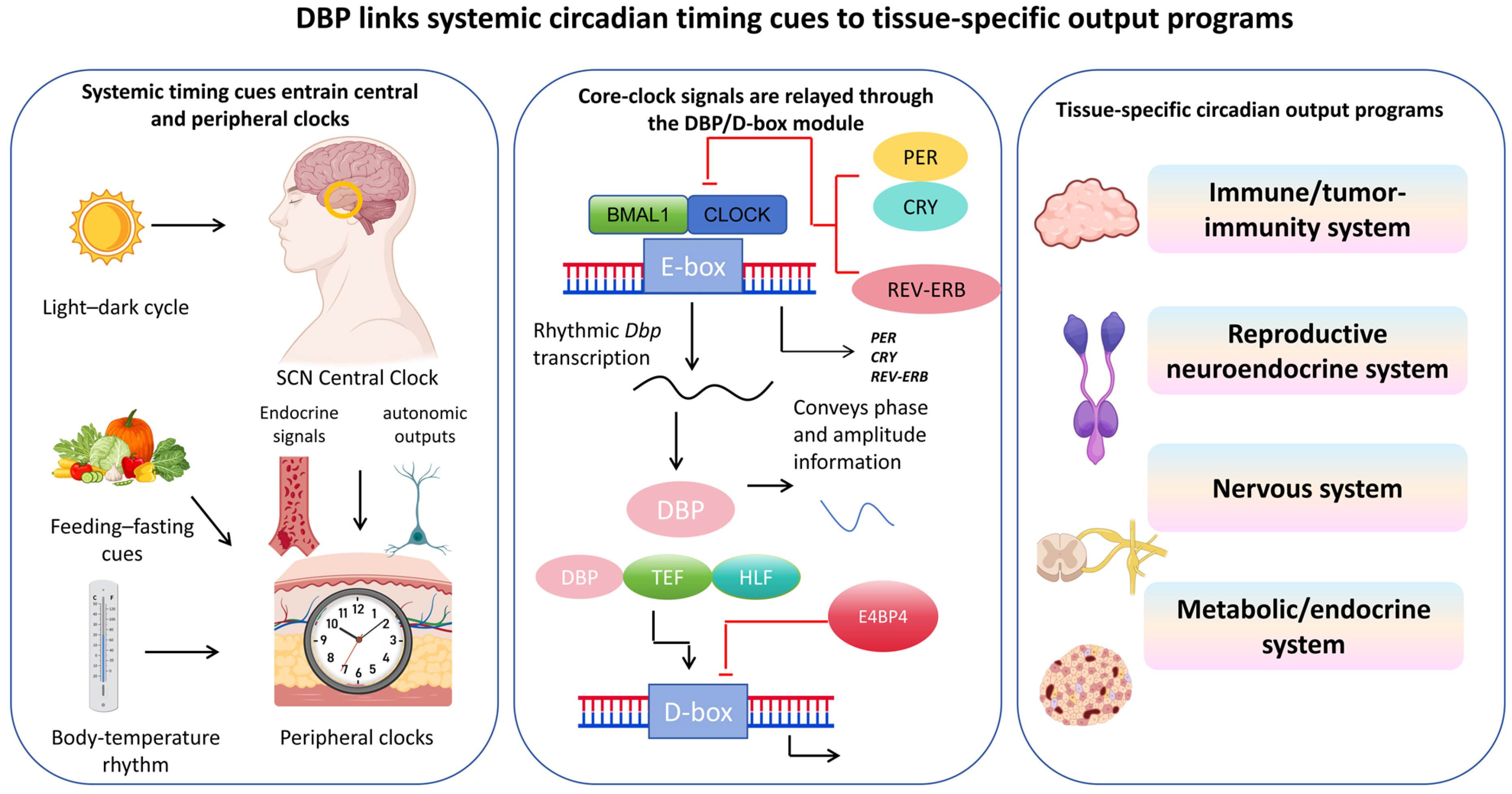 D-Box Binding Protein (DBP) as a Circadian Output Regulator