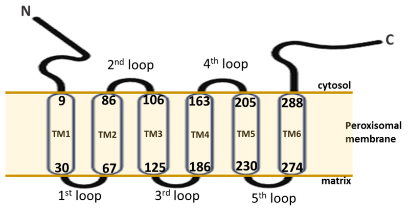 Ijms 27 05448 g001 Ijms 27 05448 g001