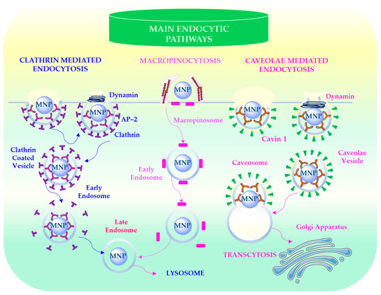 Microplastics as Vectors Influencing Oxidative Stress