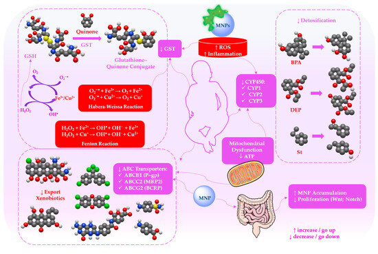 Microplastics as Vectors Influencing Oxidative Stress