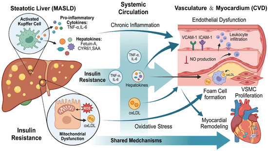Metabolic Reprogramming-Driven Cardiovascular Immune Damage: From