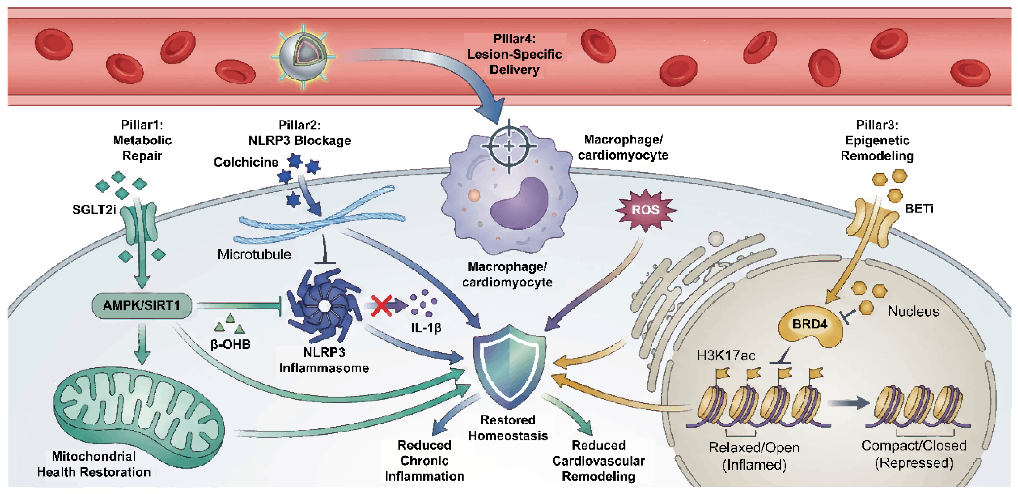 Metabolic Reprogramming-Driven Cardiovascular Immune Damage: From