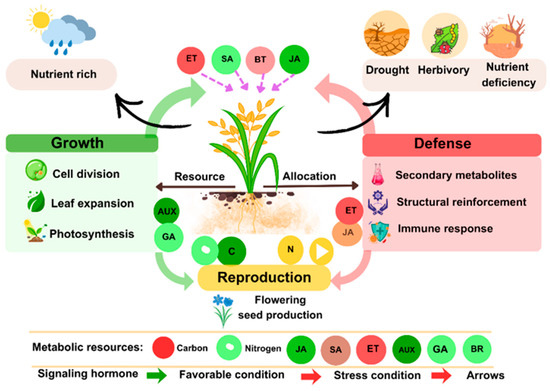 Ethylene as the Molecular Coordinator of the Plant Growth–Defense