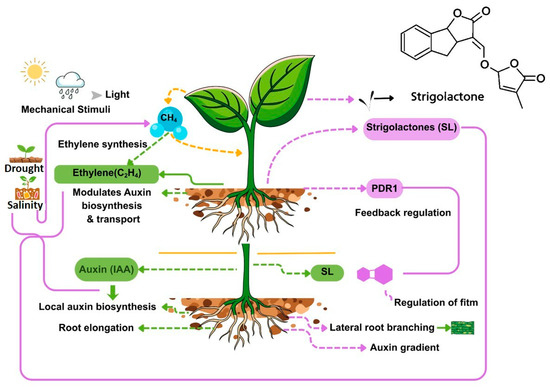 Ethylene as the Molecular Coordinator of the Plant Growth–Defense