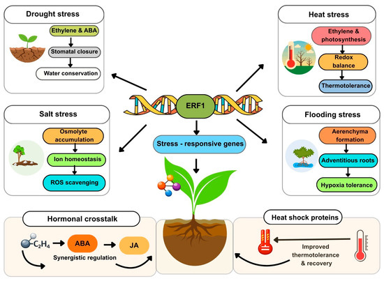 専用ページ(#588) Ethylene as the Molecular Coordinator of the Plant Growth–Defense