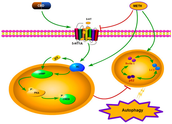 Cannabidiol Attenuates Methamphetamine-Induced Autophagy in