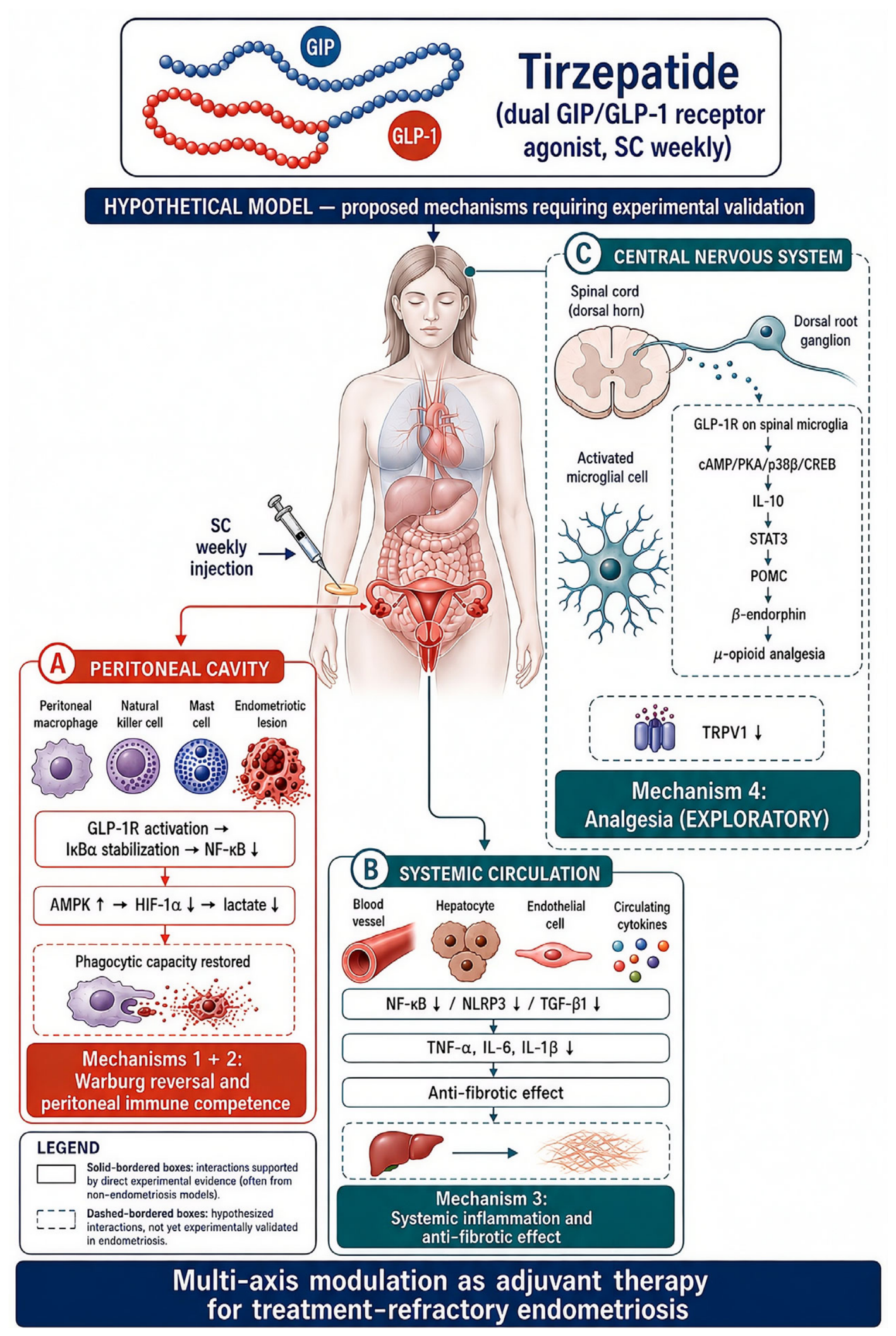 tirzepatide for endometriosis Peritoneal Incretin Deficiency and Tirzepatide as a Multi-Axis Adjuvant Hypothesis in Treatment-Refractory Endometriosis: A Mechanistic Framework Linking Metabolism, Immunity, Fibrosis, and Nociception