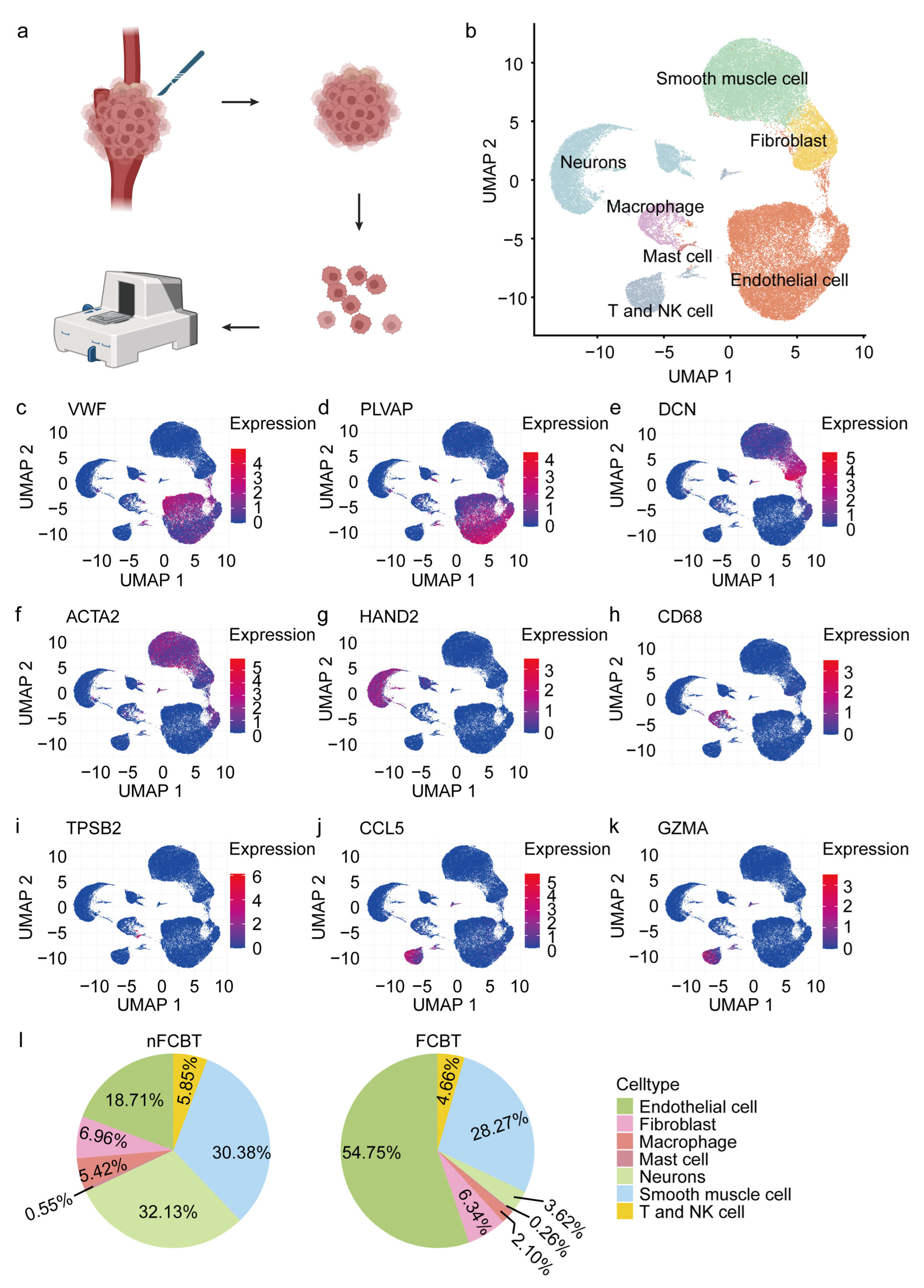 FOXP2+ Chief Cells and CXCL14+ Fibroblasts Drive Fibrotic