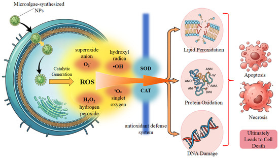 Microalgae-Mediated Nanotechnology for Sustainable Agriculture