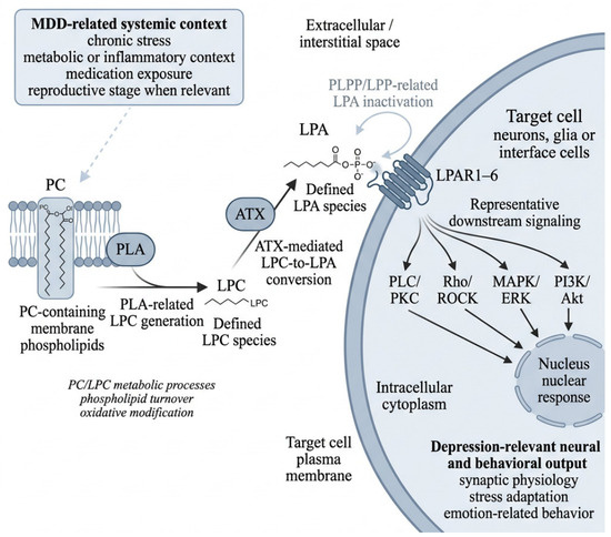 The LPC-ATX-LPA-LPAR Axis in Major Depressive Disorder: From PC