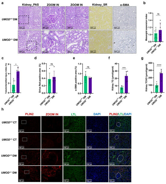 Uromodulin: A Novel Regulator of the Kidney–Adipose Axis in