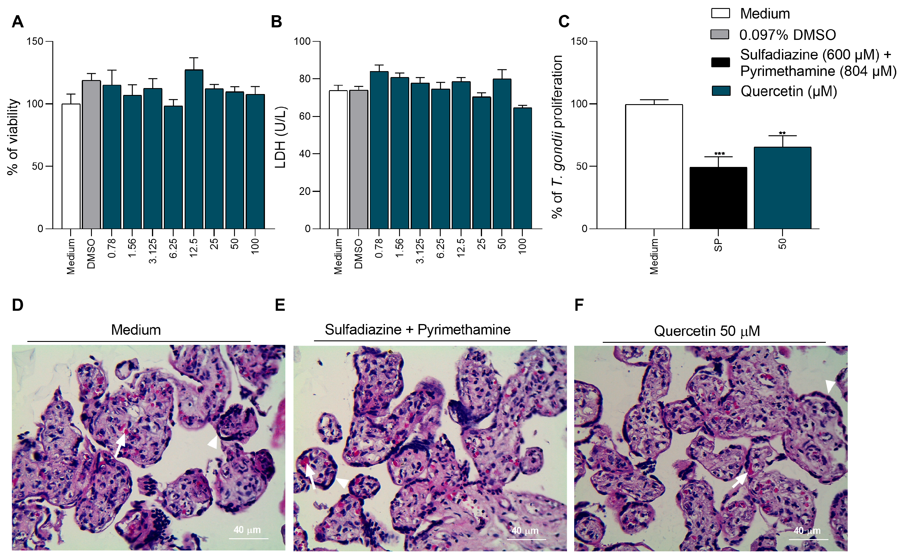 bechi glutathione Quercetin Reduces Toxoplasma gondii Infection in In Vitro and Ex Vivo Placental Models dista_id=browntaped:7376359391391 Dimensions:8 x 10 Mountainor Glutathione Hydrogel Under