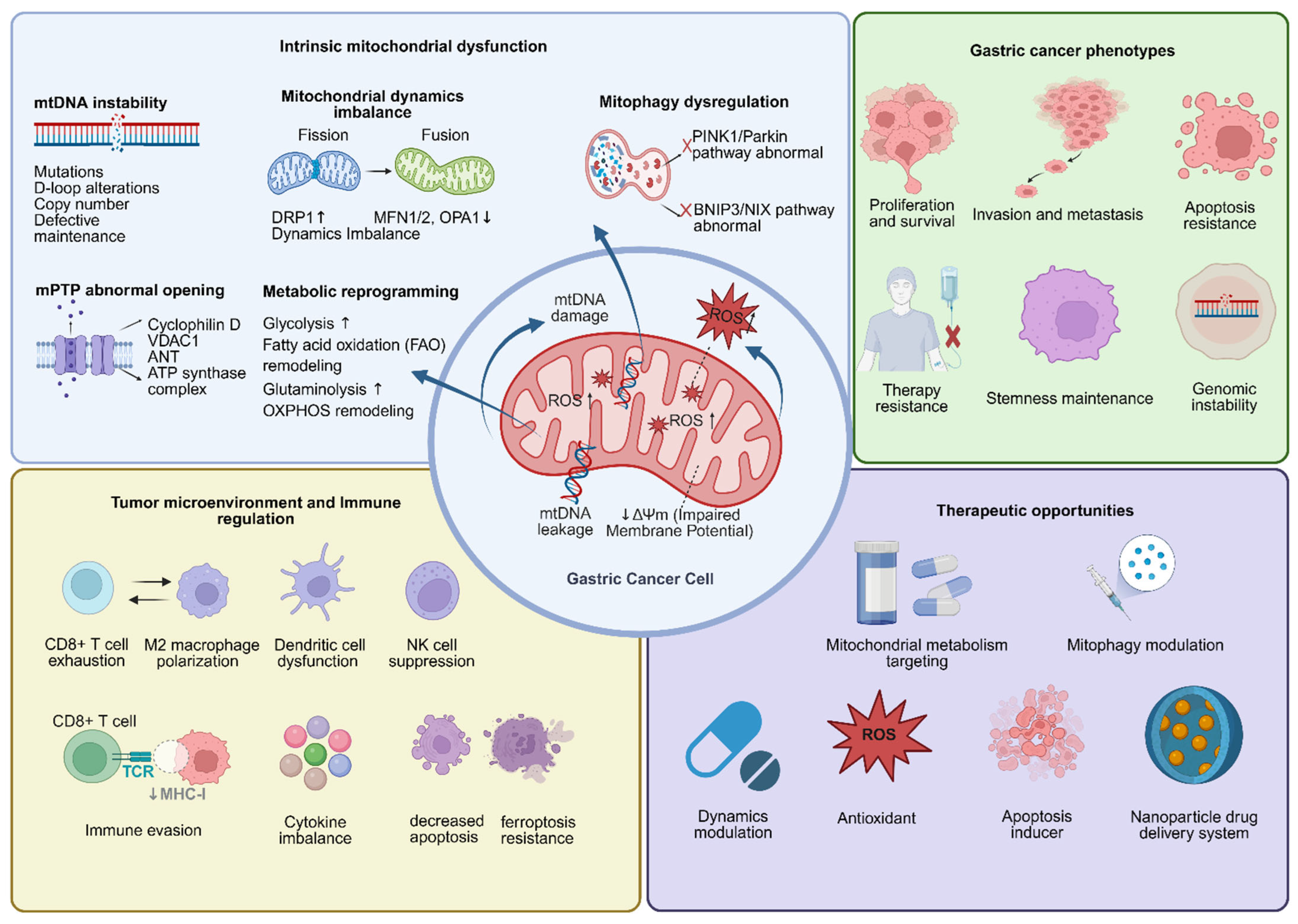 New Functions of Mitochondrial Dysfunction in Gastric Cancer: From