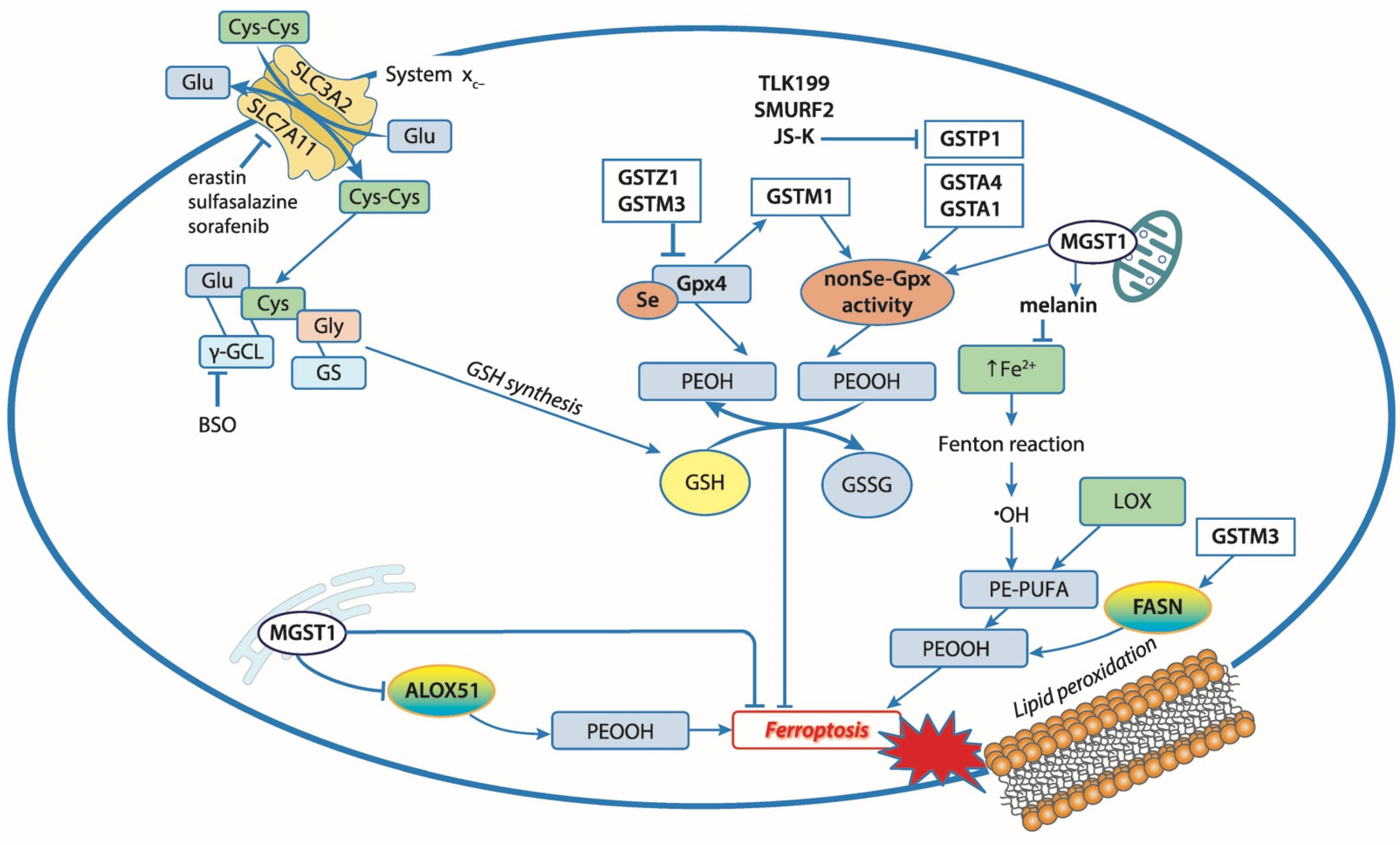 fsp1 is a glutathione-independent ferroptosis suppressor iFSP1 Selective Inhibitor Glutathione-Independently Upregulation of CoQ shifts ferroptosis
