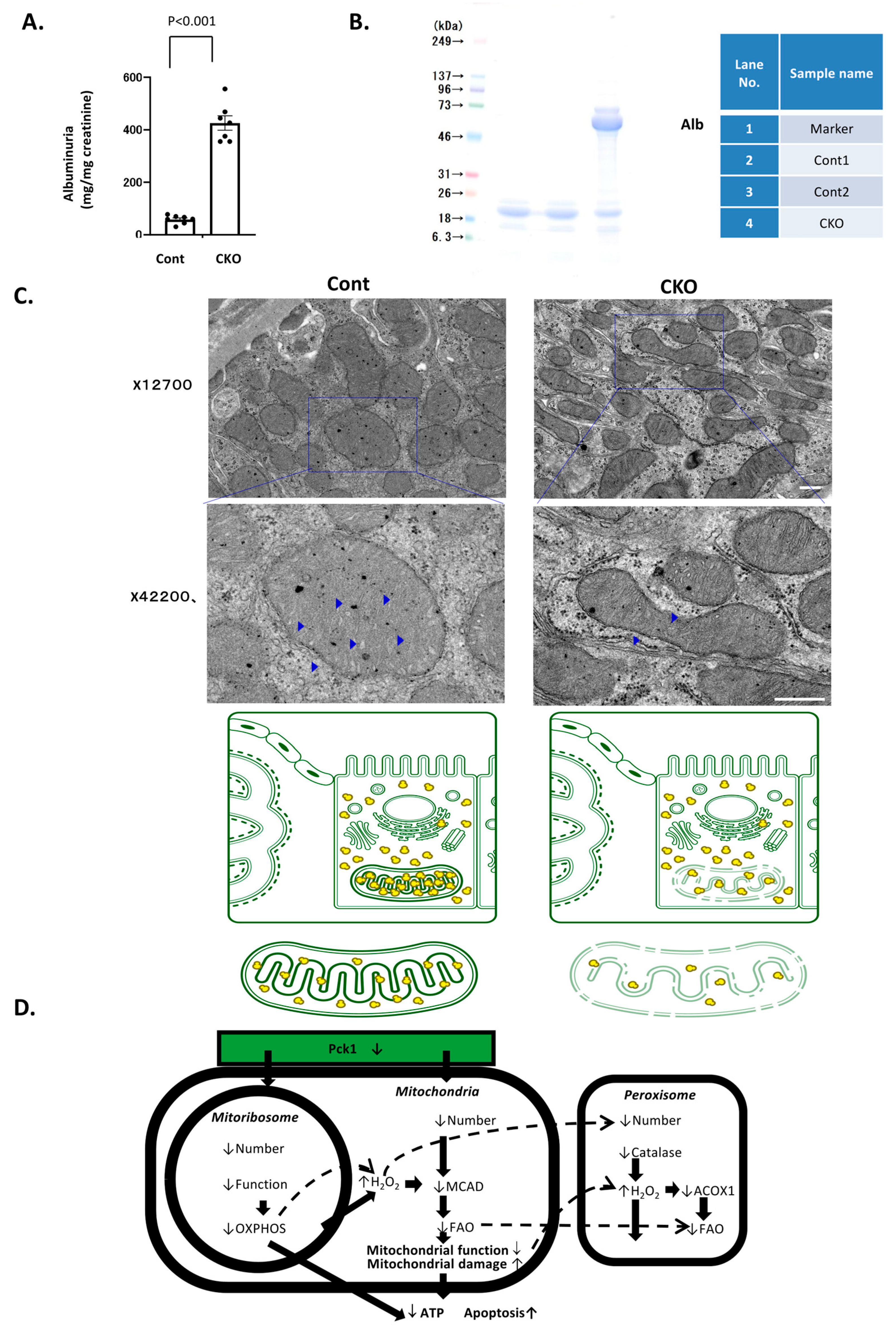 Ijms 27 06366 g002