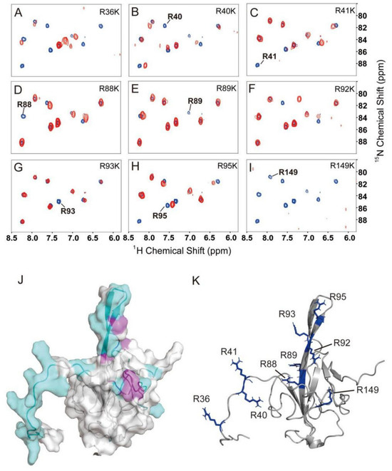 The Intrinsic Disordered N-Terminus of Nucleocapsid Protein of