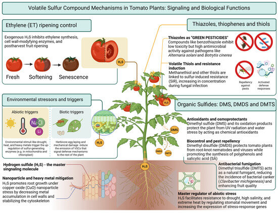 glutathione smell sulfur thiol odor cosmetics Beyond Aroma: Analytical Challenges, Metabolism and Biological Significance of Volatile Compounds in Tomato Plants S-Glutathionylated Protein Detection Kit