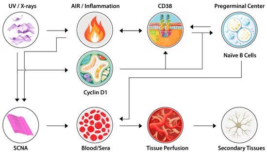 Low-Dose Ionizing Radiation and Myalgic Encephalomyelitis/Chronic Fatigue Syndrome (ME/CFS): A Review of Recent Evidence and Future Research Directions Toward the Elucidation of a Metabolic, Immunologic, and Signaling Cascade