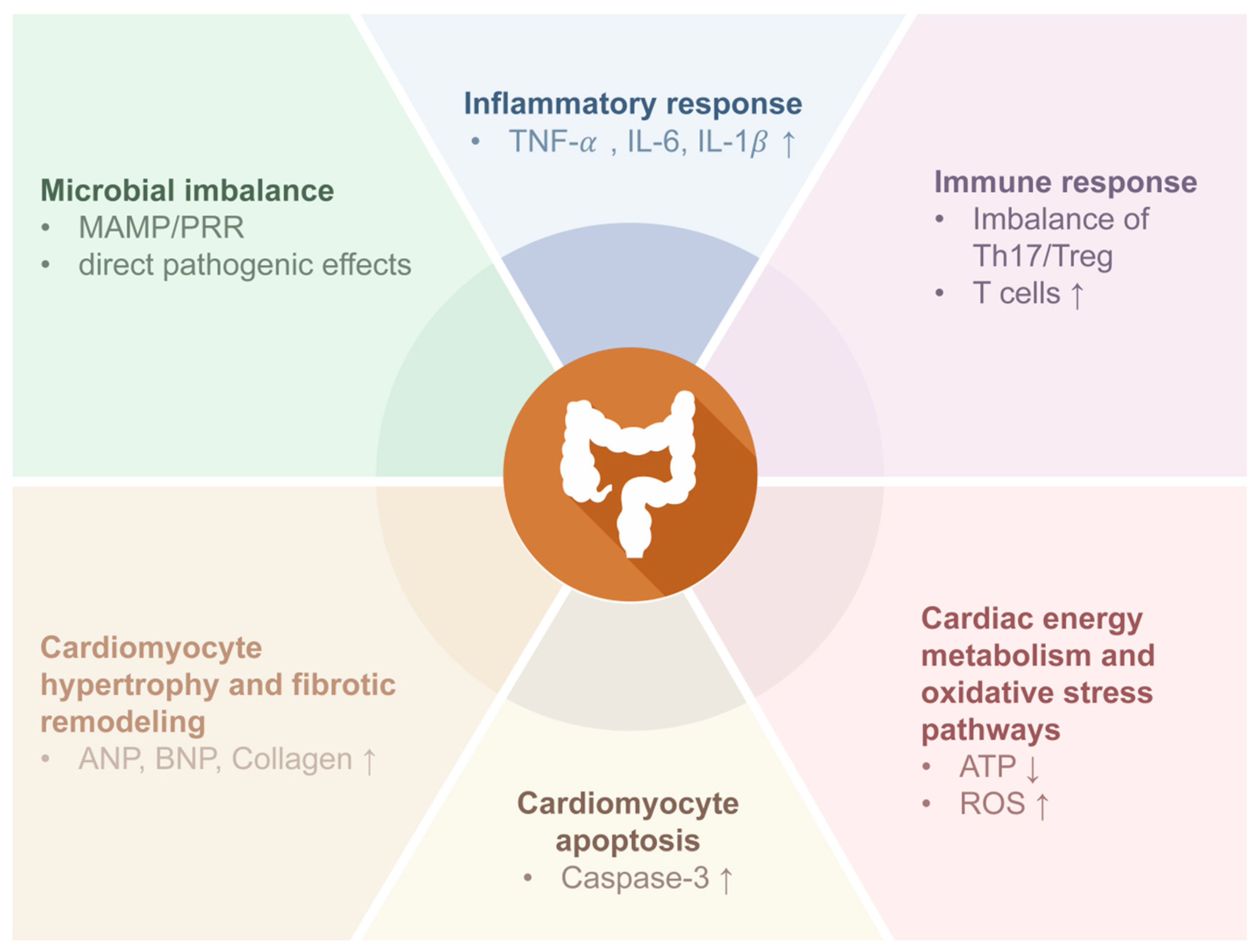 Intestinal Flora and Myocarditis: Potential Mechanisms and