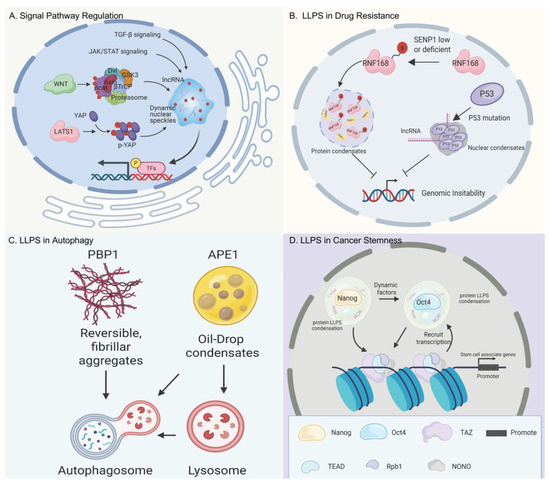 Liquid–Liquid Phase Separation (LLPS) in Tumor Biology: Special