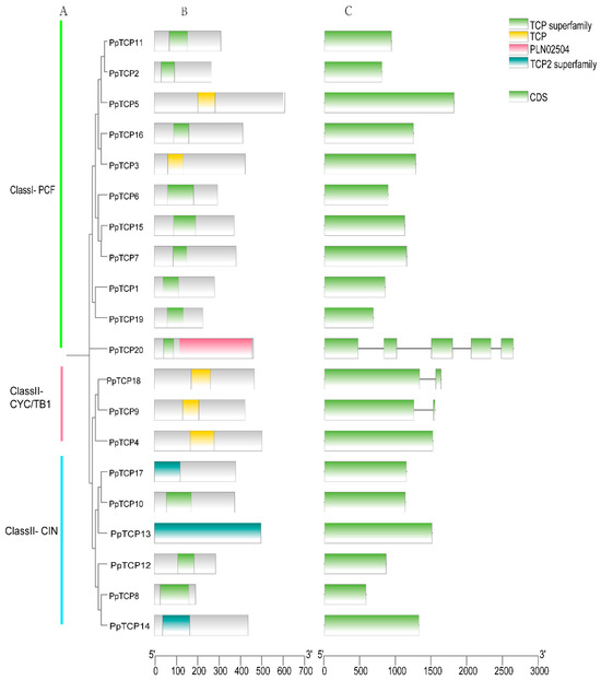 Genome-Wide Dissection of the TCP Gene Family in Peach and