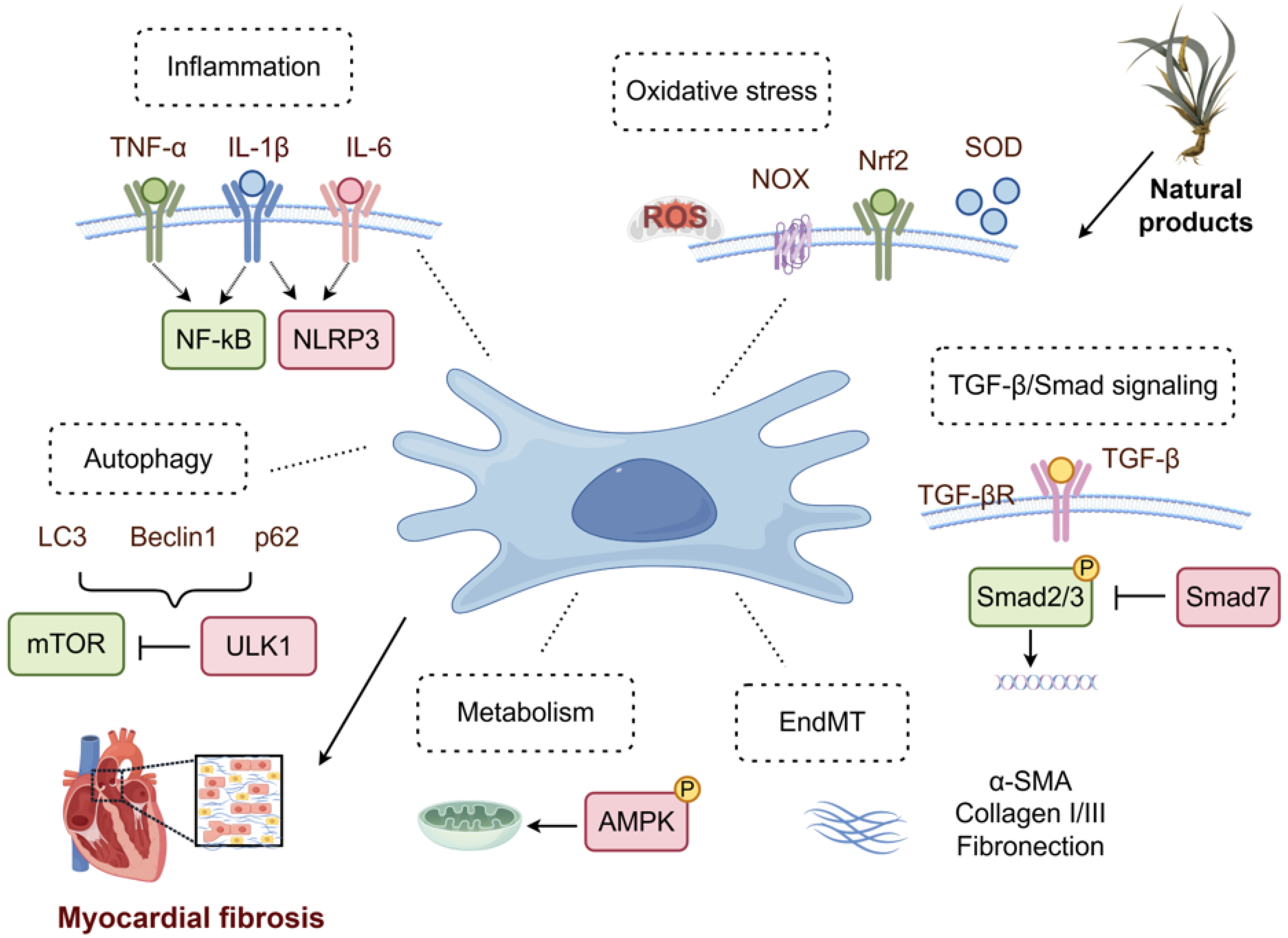【161】専用ページ Natural Products Targeting Myocardial Fibrosis: Pharmacological